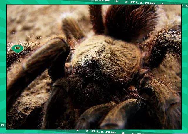 Kaiyun- 世界足球莱万多夫斯基 